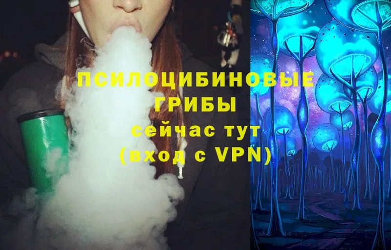 где купить   Богданович  Псилоцибиновые грибы Magic Shrooms 